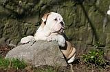 BULLDOG ANGLAIS 053
